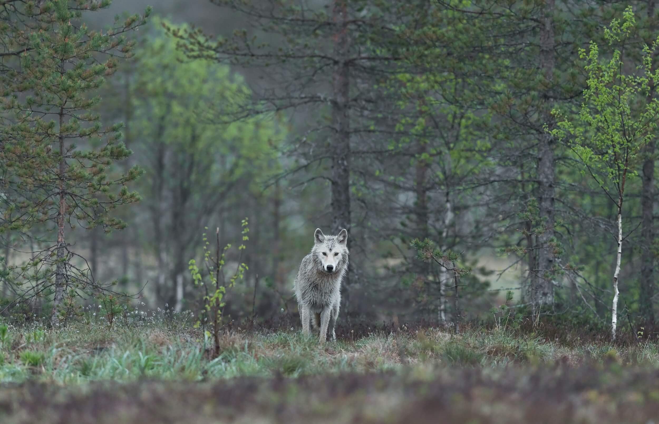 Wolf