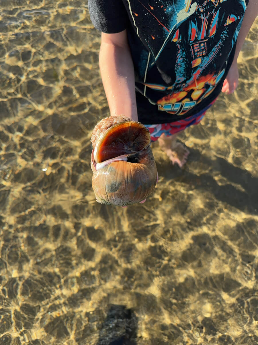 Moon Snail