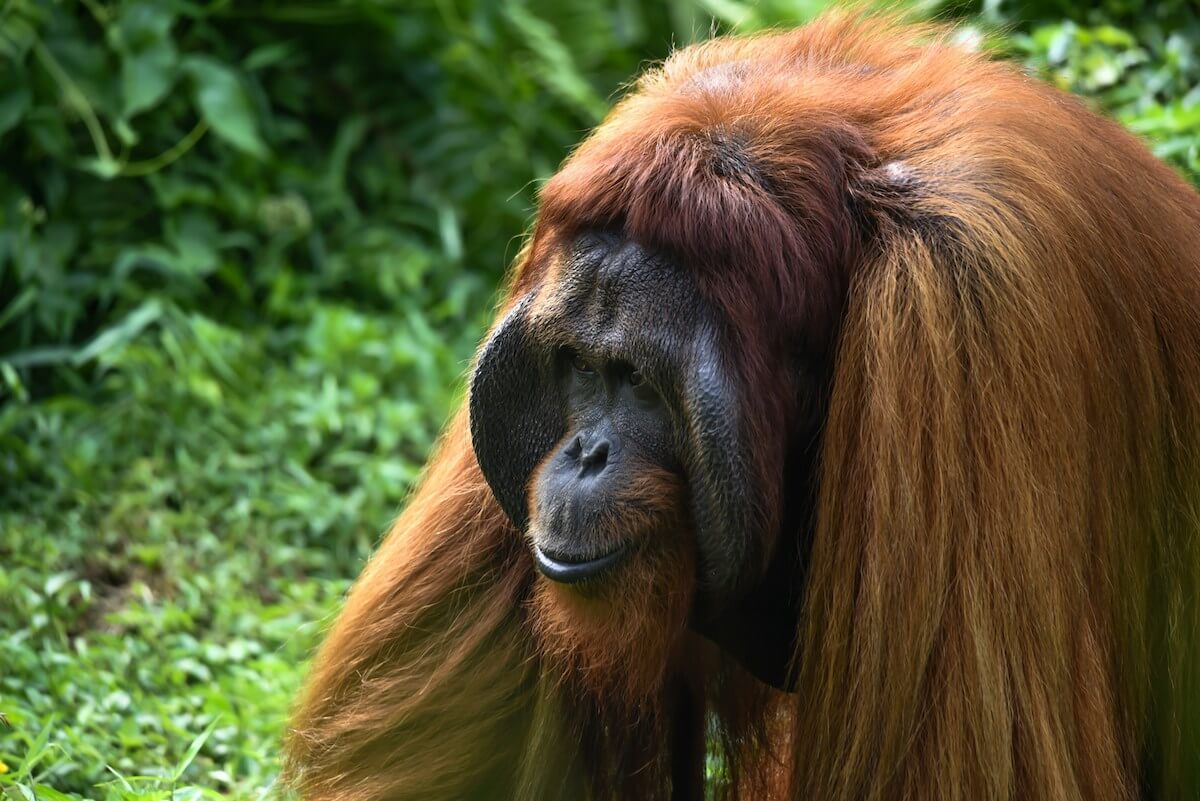 Orangutan