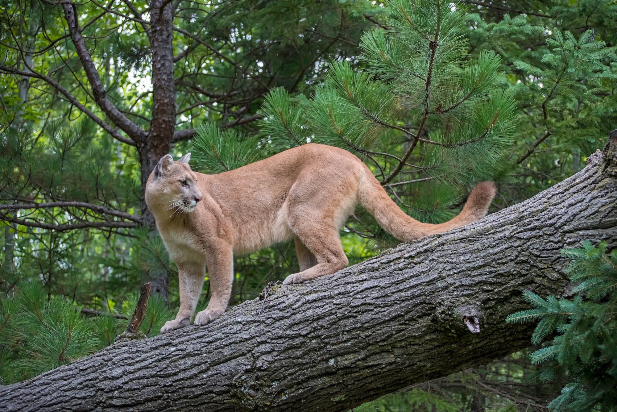 Puma