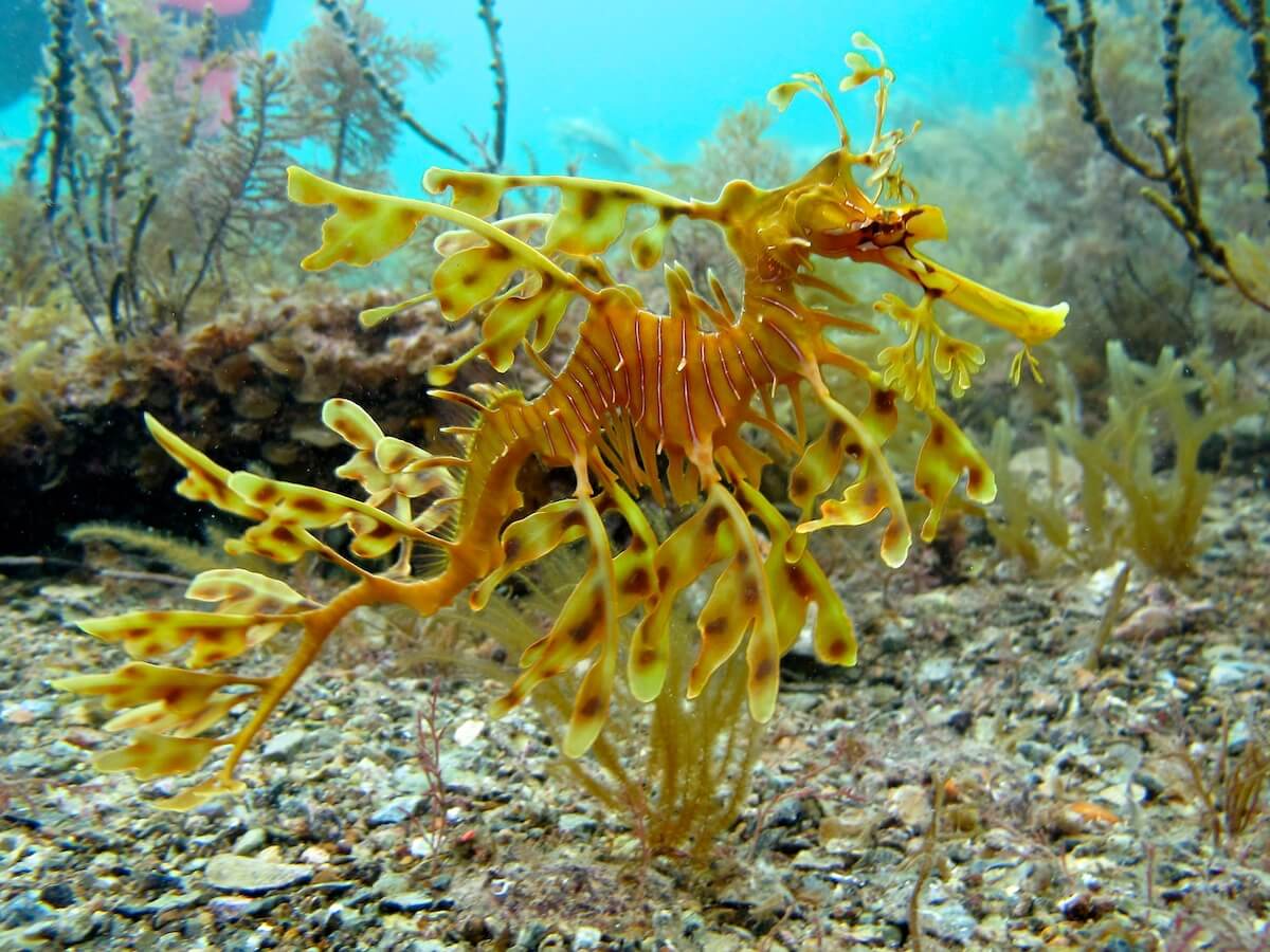 Leafy Sea Dragon