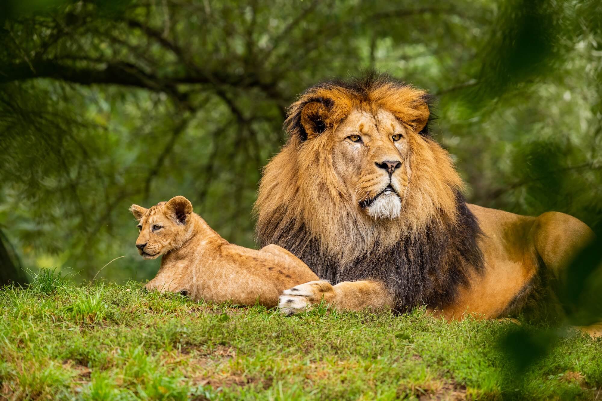 African Lion