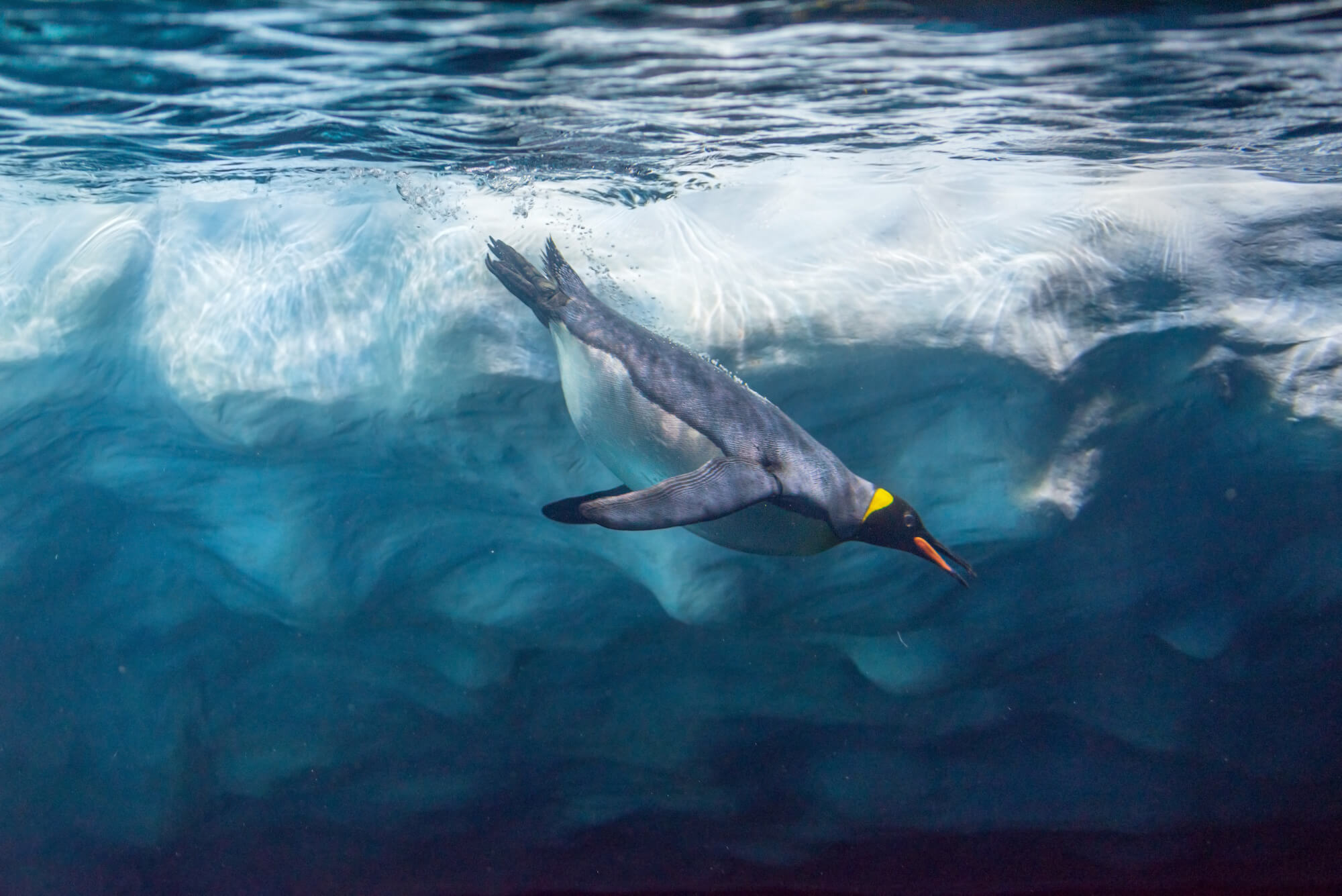 Emperor Penguin
