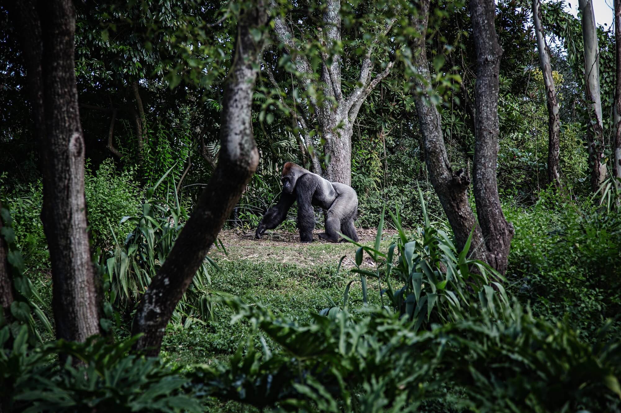 Gorilla