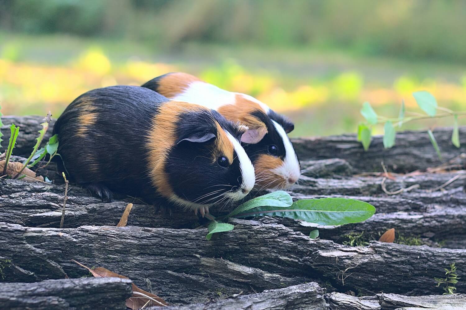 Guinea Pig