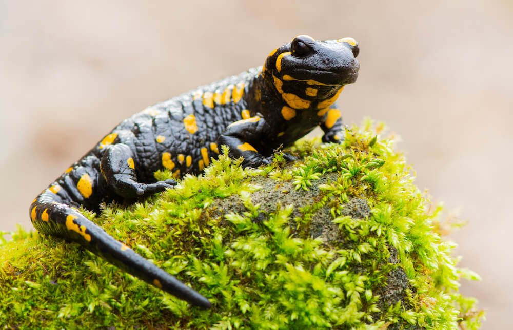 Salamander