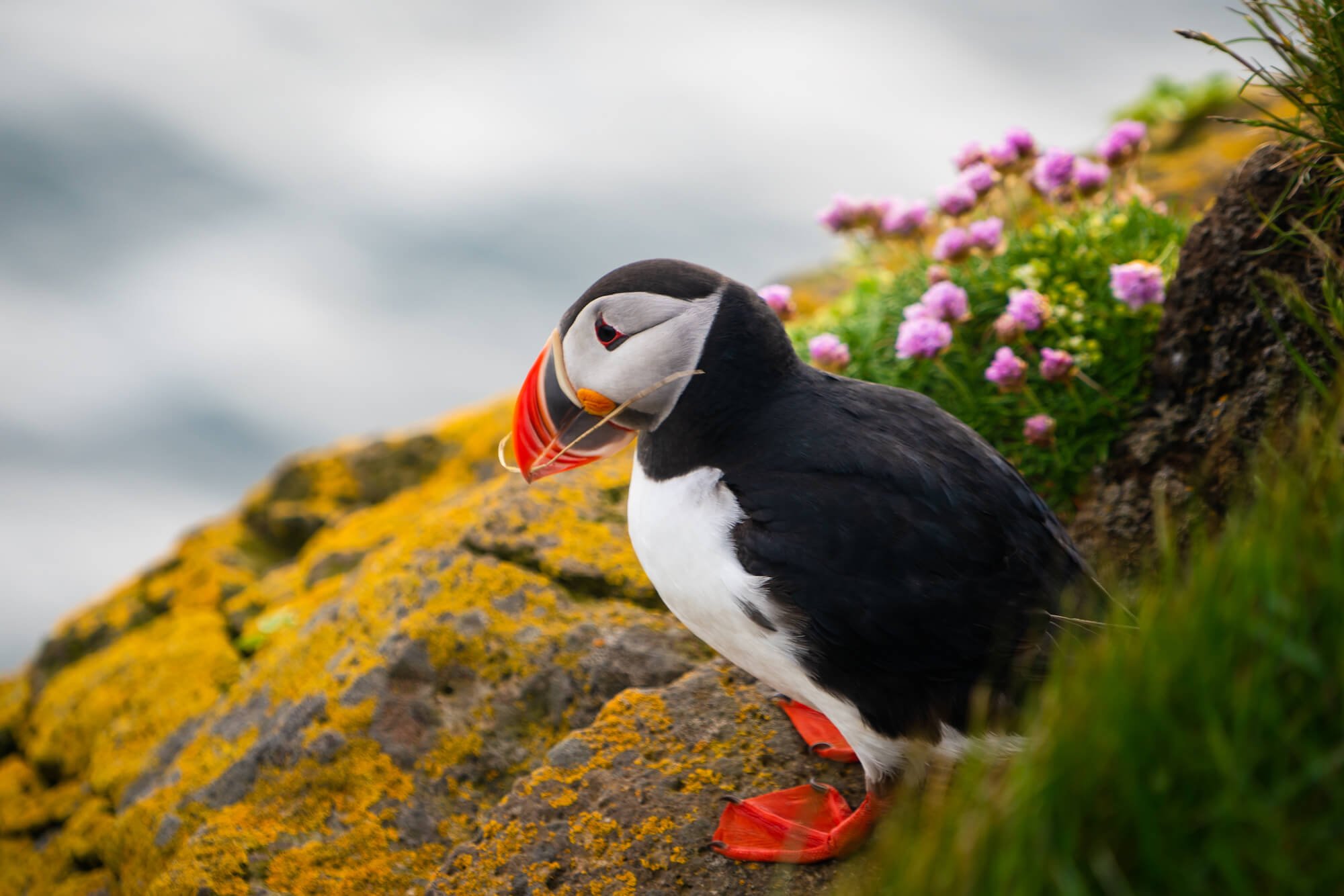 Atlantic Puffin