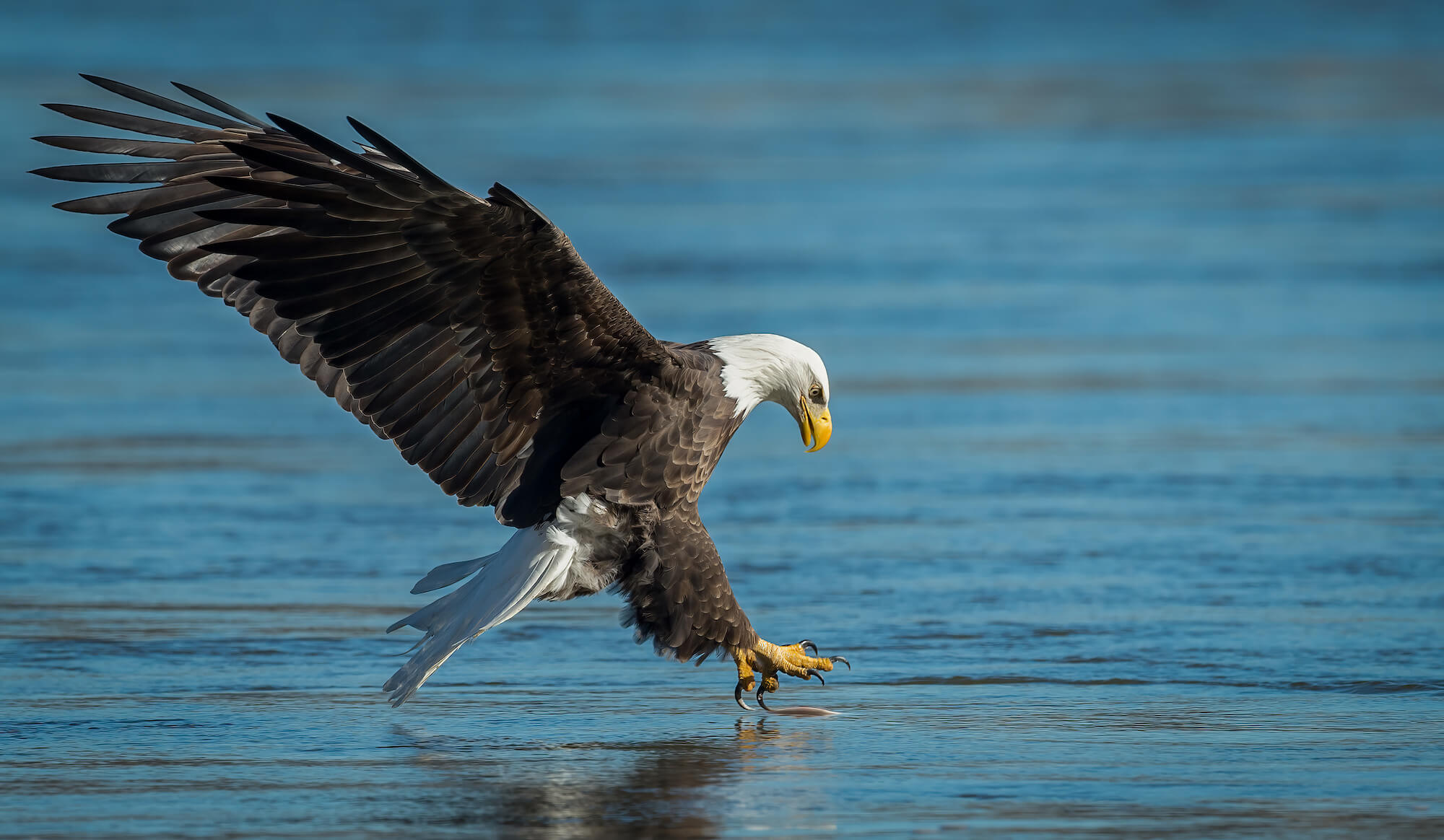 Bald Eagle