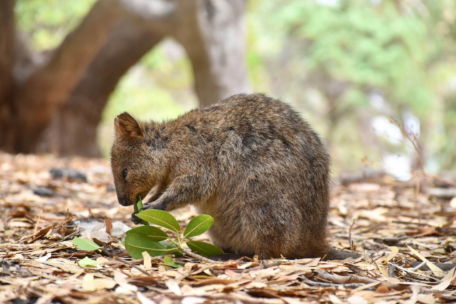 Quokka