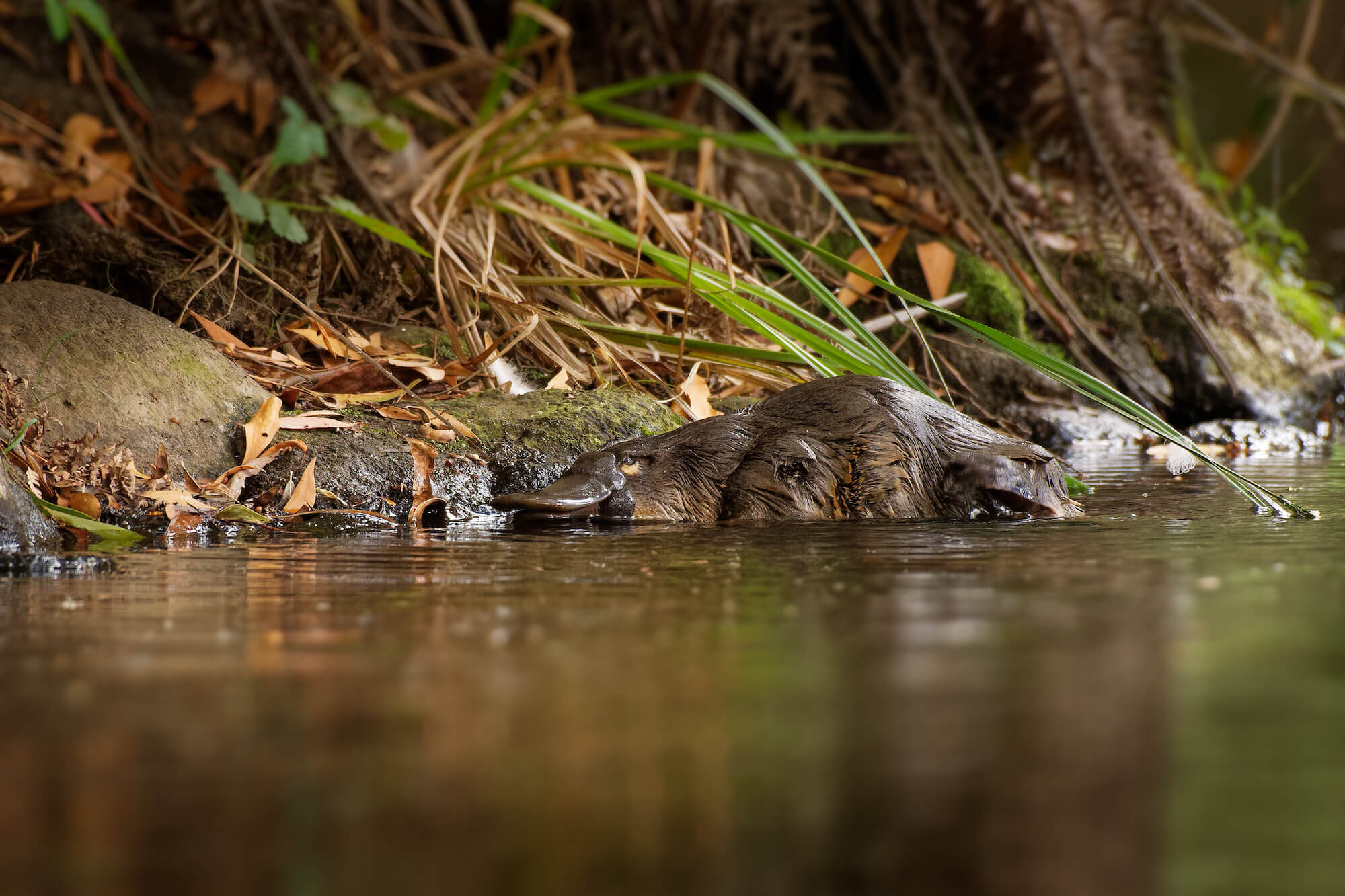 Platypus