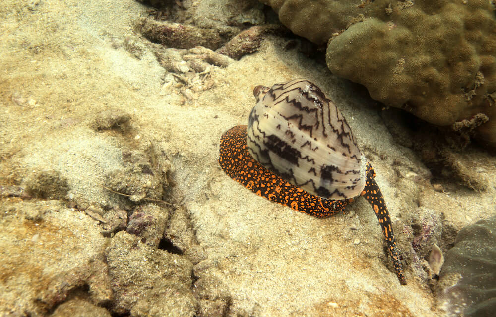 Cone Snails