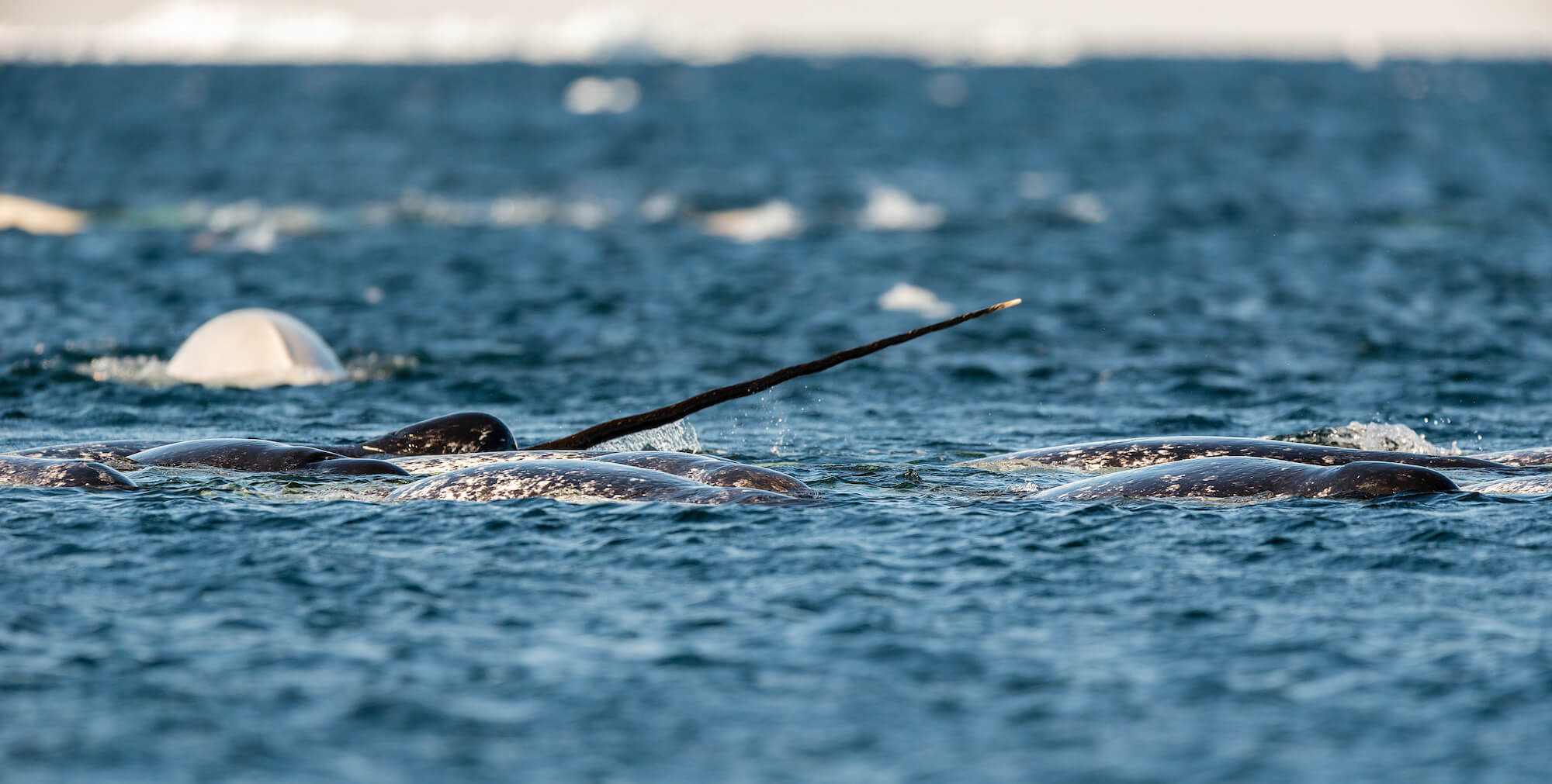 Narwhal