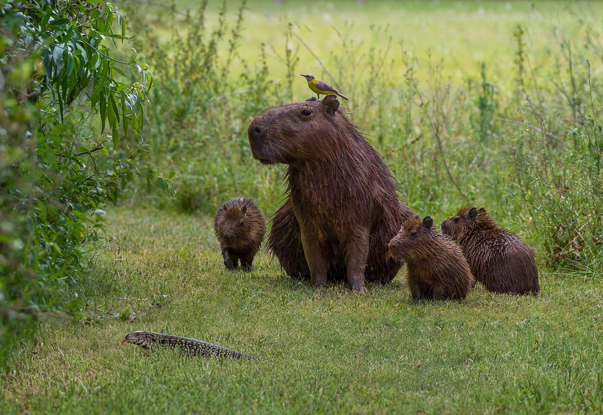 Capybara