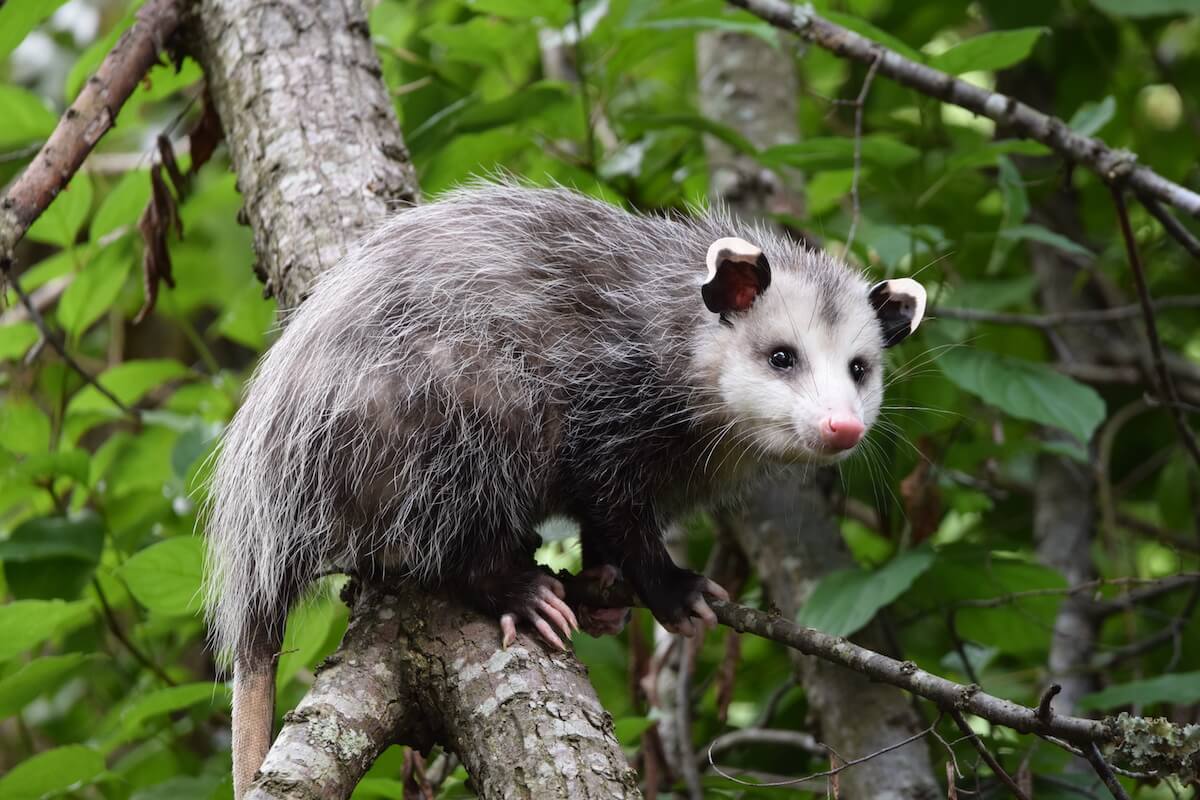 Opossum