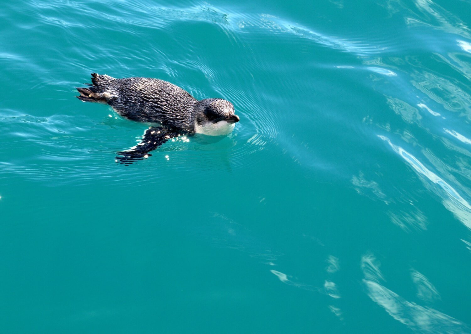 Australian Little Penguin