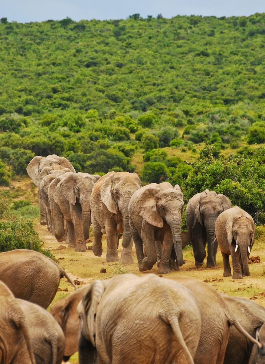 African Elephant